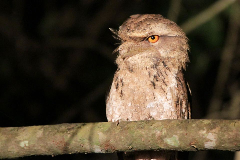 Marbled Frogmouth (Podargus ocellatus)